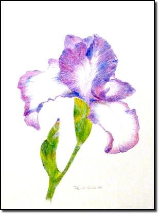 irispurpledraw9x12bcopy