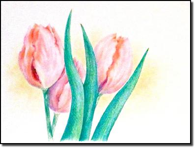 tulipspinkrev
